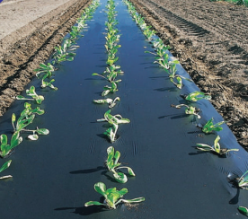 Picture of MOULCHING FILM